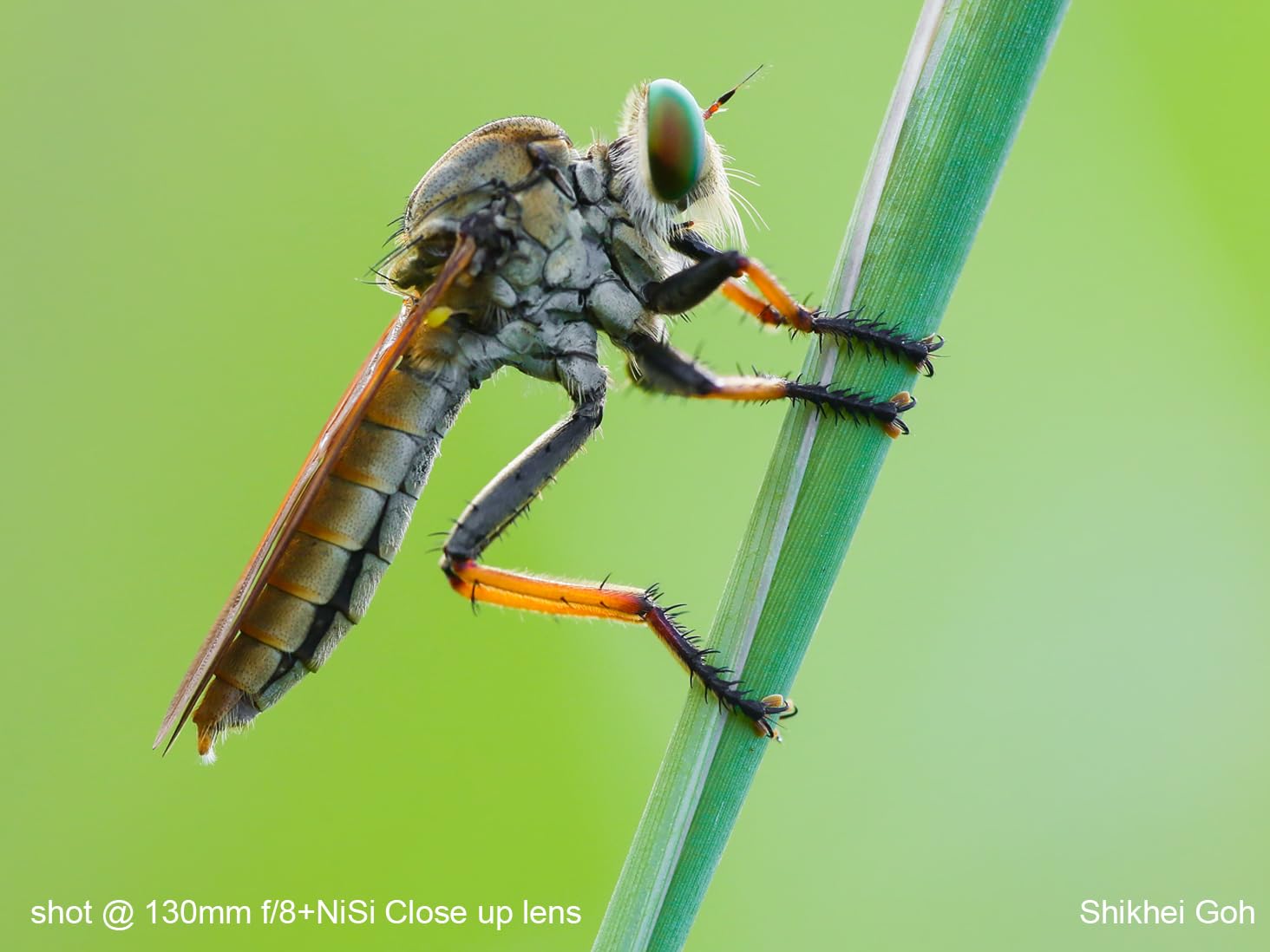 nisi-close-up-nahlinse-77mm-makro-filter-kit-apo image 6