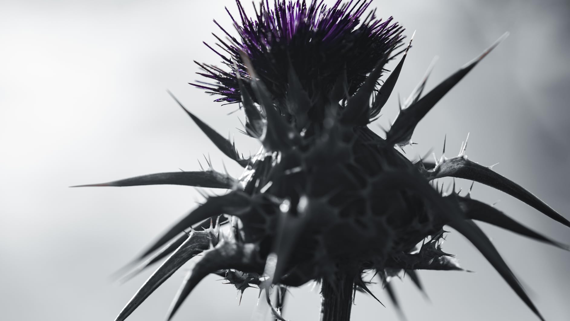 Scharfe Details